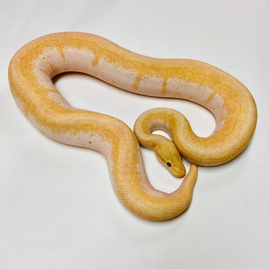 Fire Banana Spinner Ball Python Male 2021M01