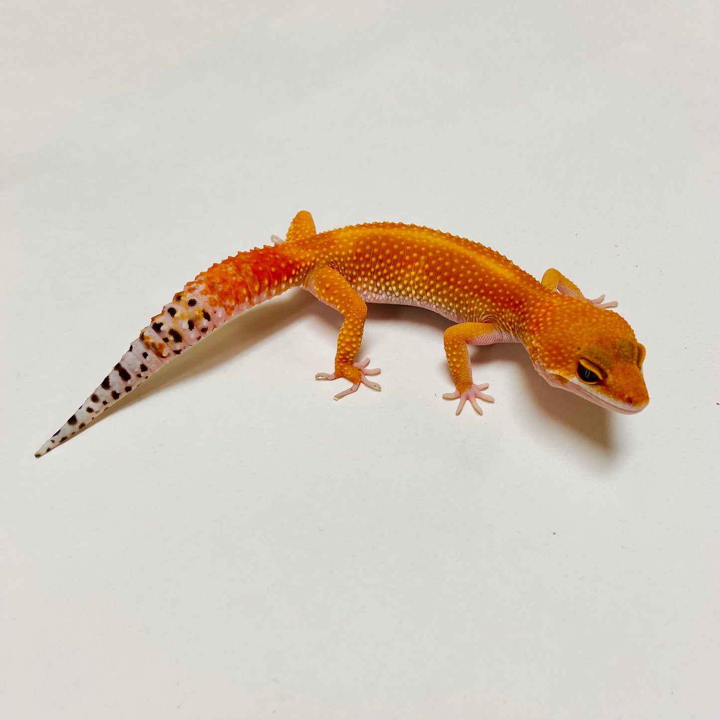 Super Hypo Tangerine Carrot Tail Baldy Leopard Gecko Female D-B3-71023-1