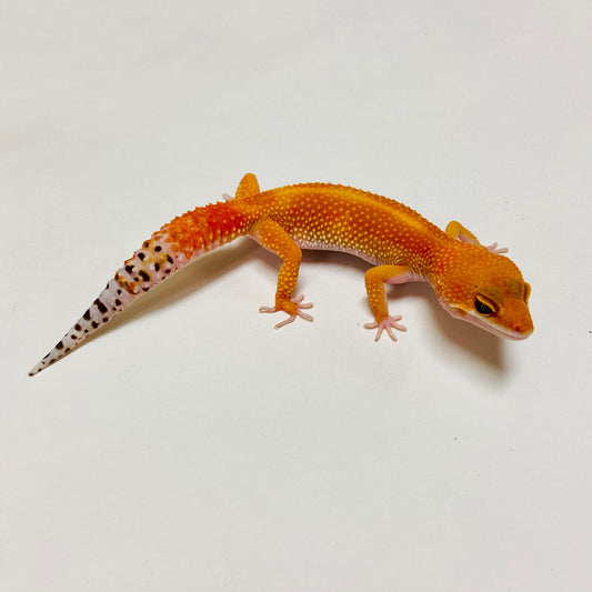 Super Hypo Tangerine Carrot Tail Baldy Leopard Gecko Female D-B3-71023-1