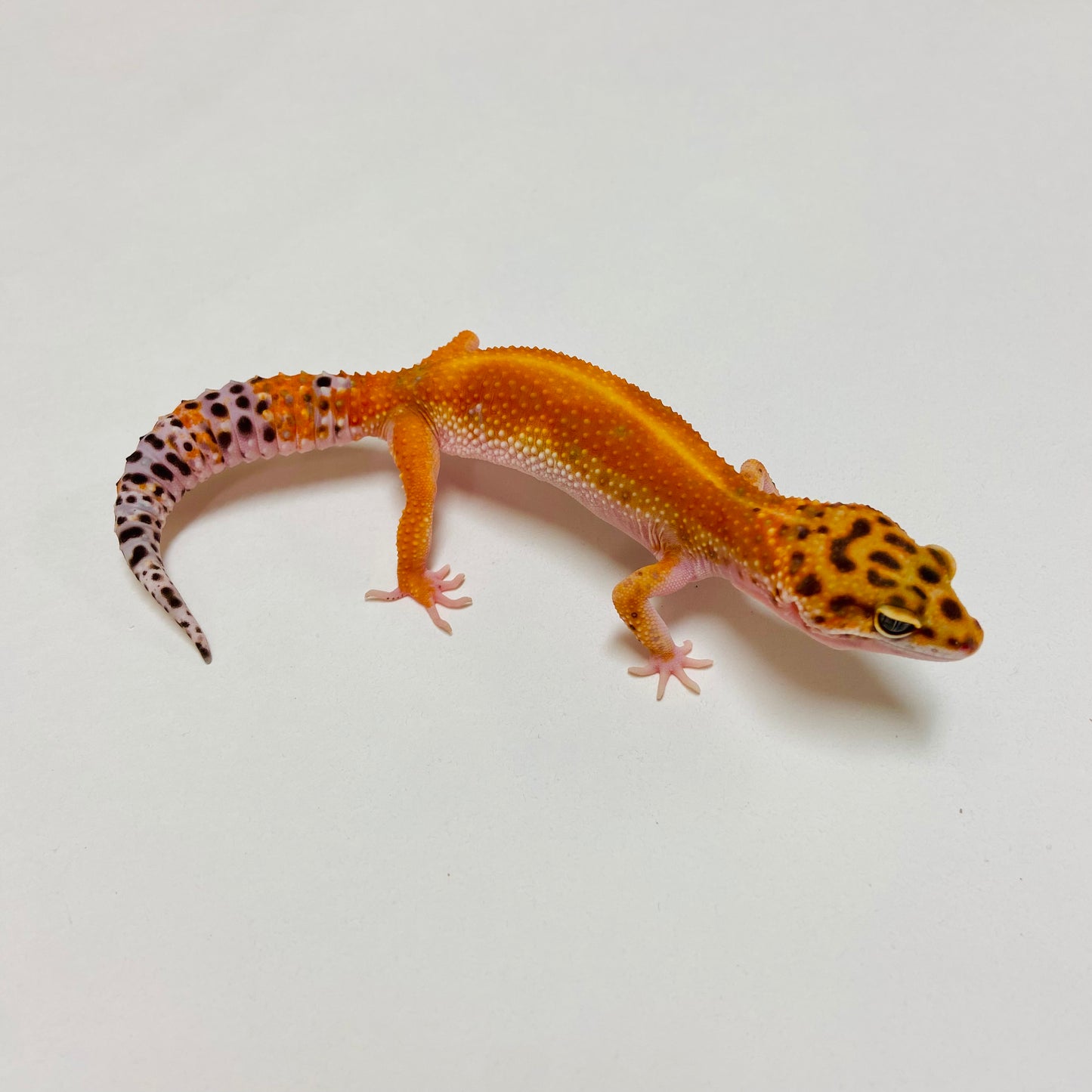 Tangerine Leopard Gecko Female D-B2-80823-1