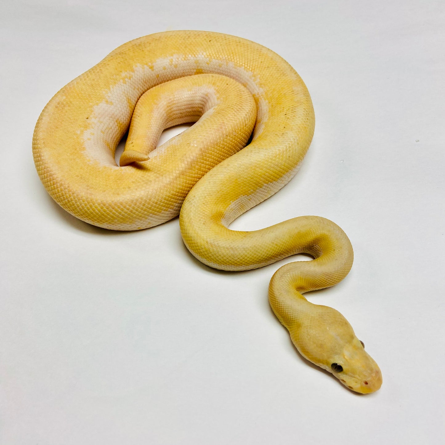 Banana Enchi Spinner Ball Python Male 2022M01