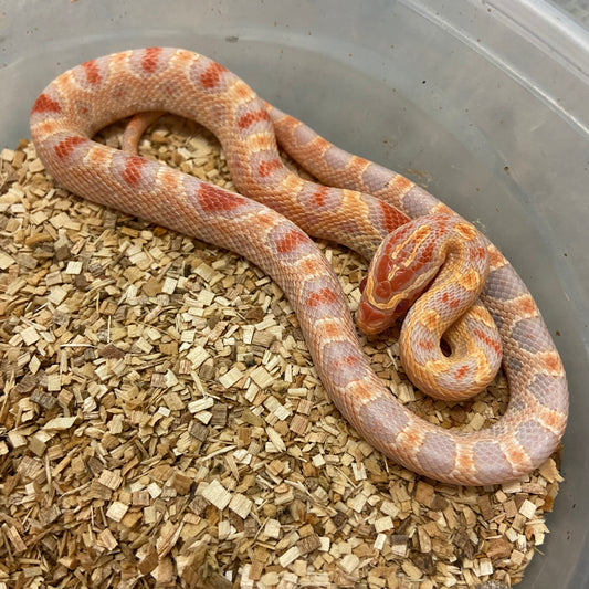 Extreme Alb Rev Okeetee Corn Snake 2024 Female F02