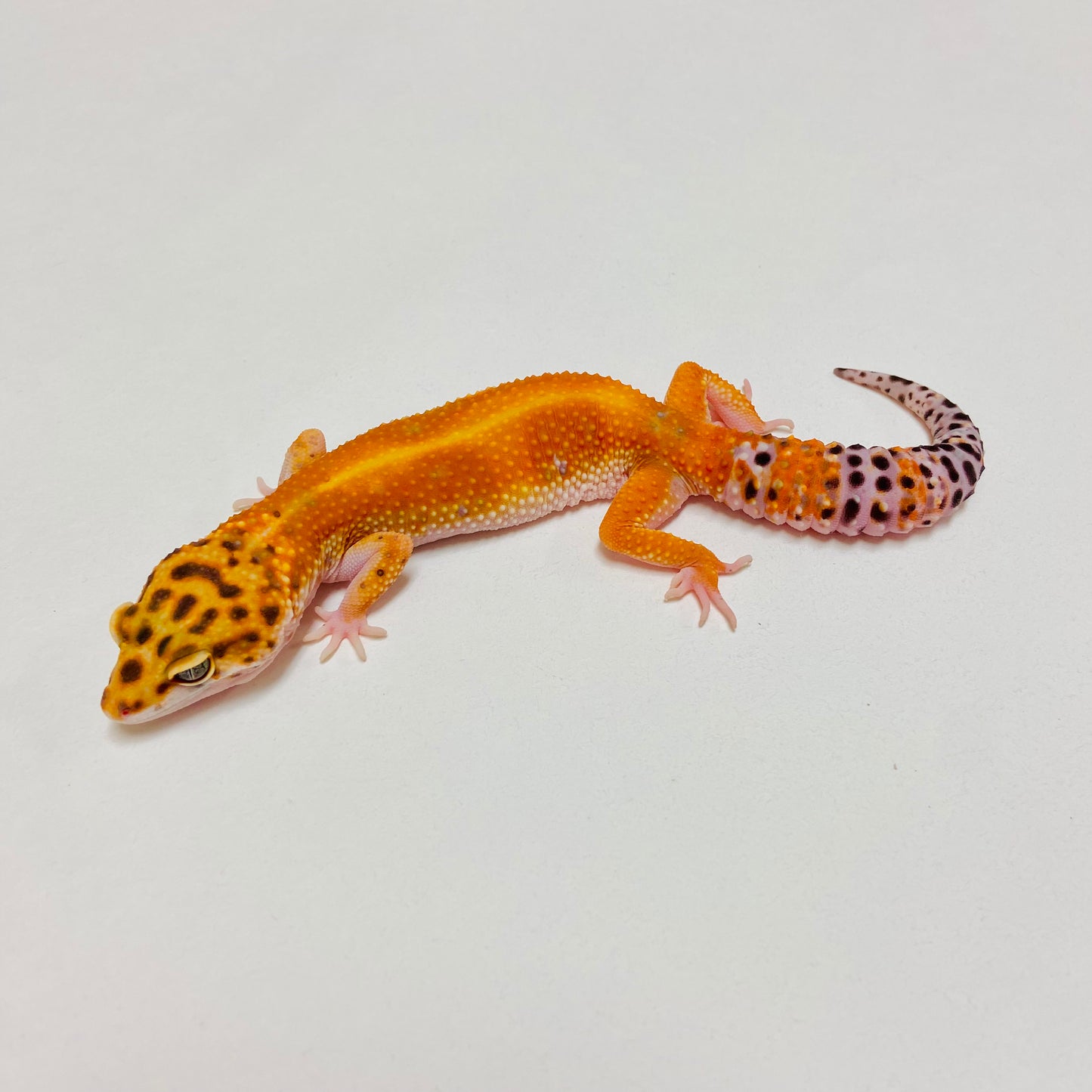 Tangerine Leopard Gecko Female D-B2-80823-1