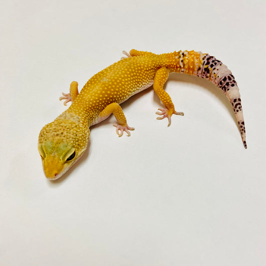 Super Hypo Tangerine W/Y Leopard Gecko Female D-L2-90520-1