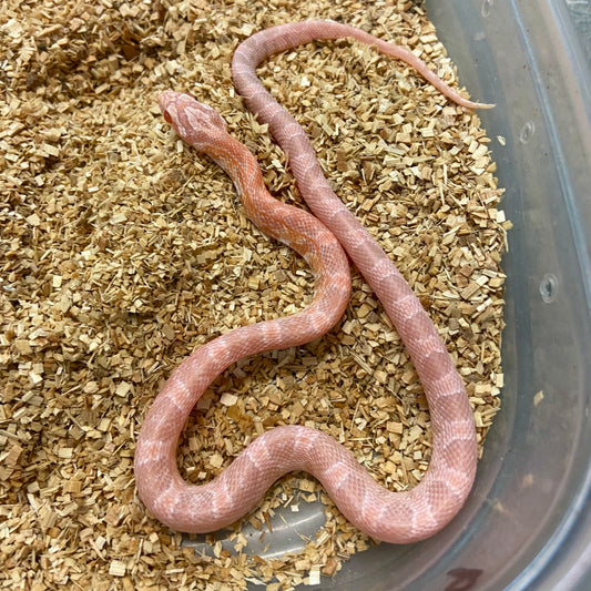 Coral Snow Corn Snake 2024 Female F04