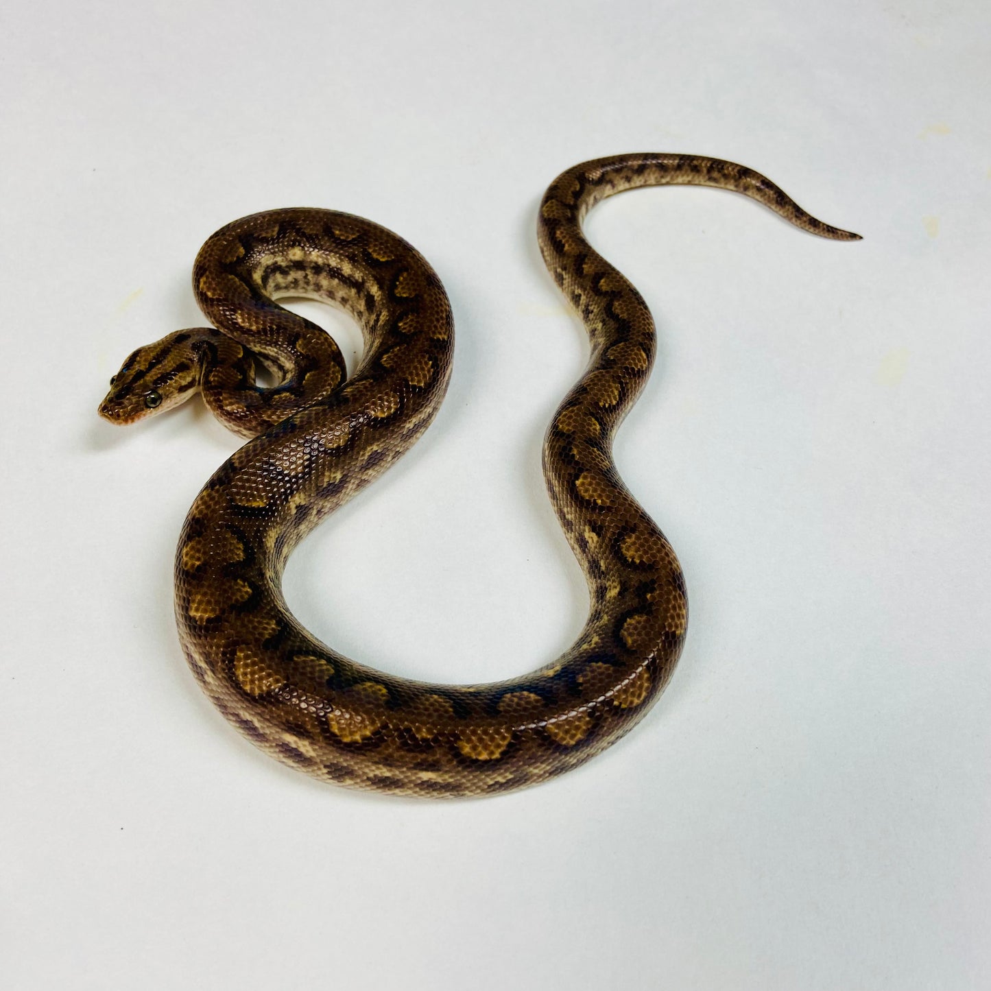 Colombian Rainbow Boa 2023 Male M01