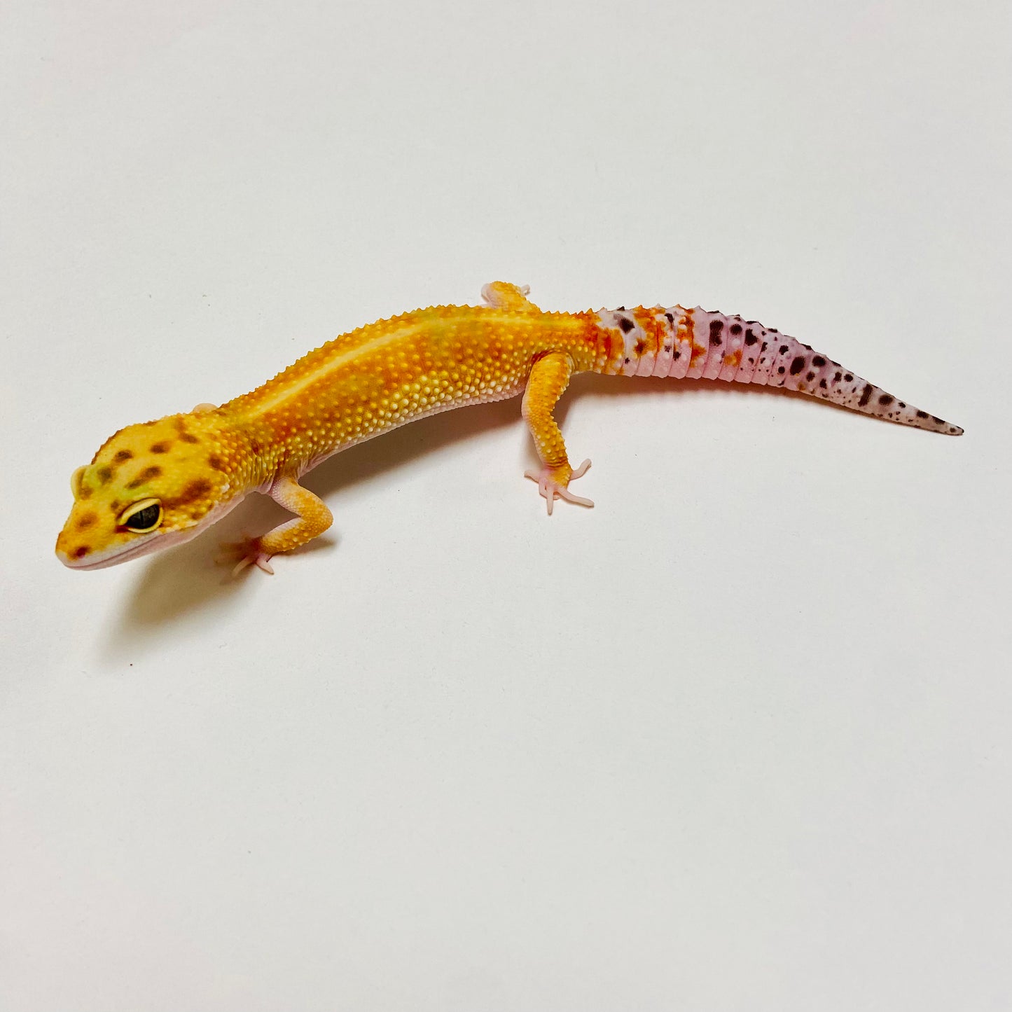 Citrine Leopard Gecko Female D-C10-71223-1