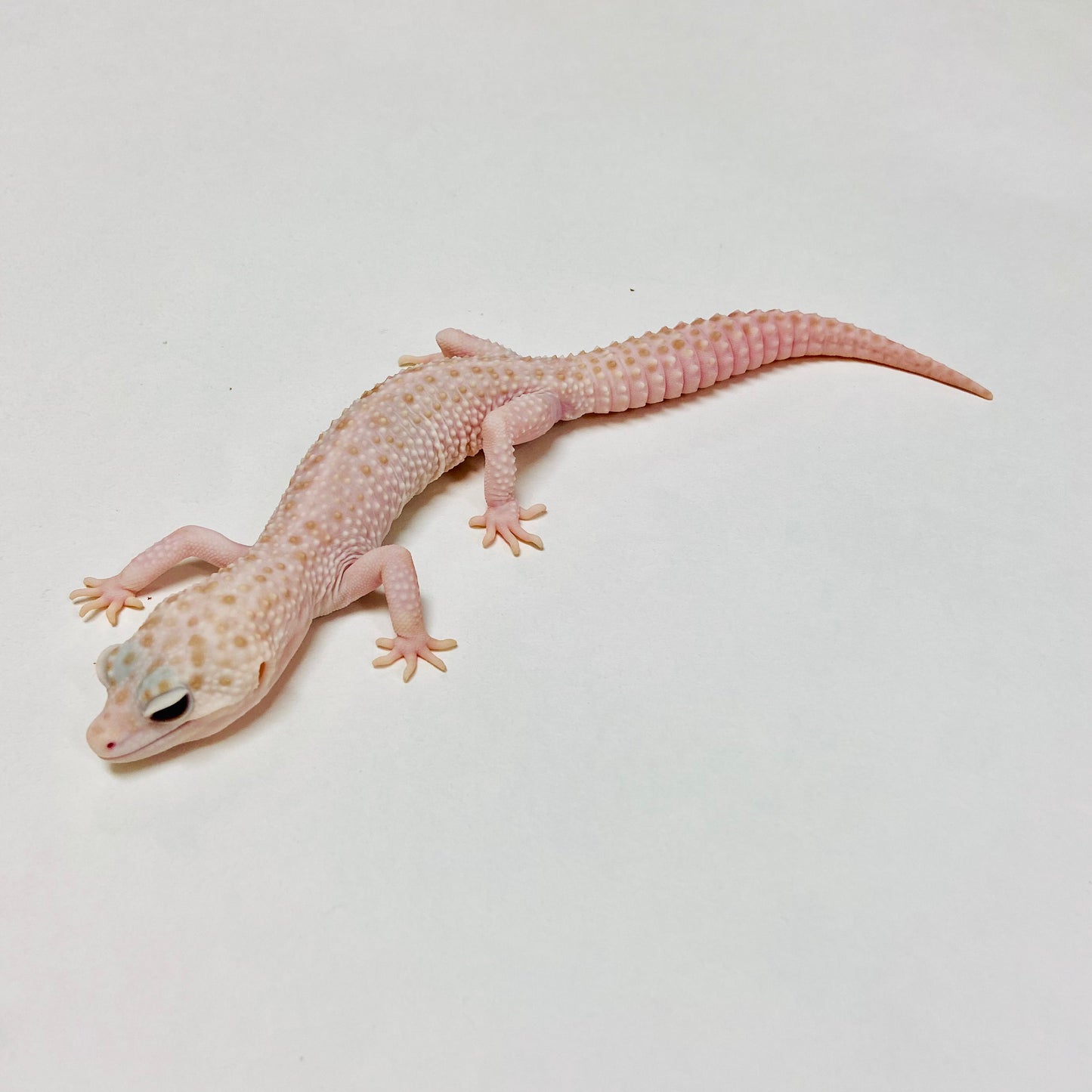 Albino Tremper Super Snow W/Y Leopard Gecko Male D-G7-90520-1