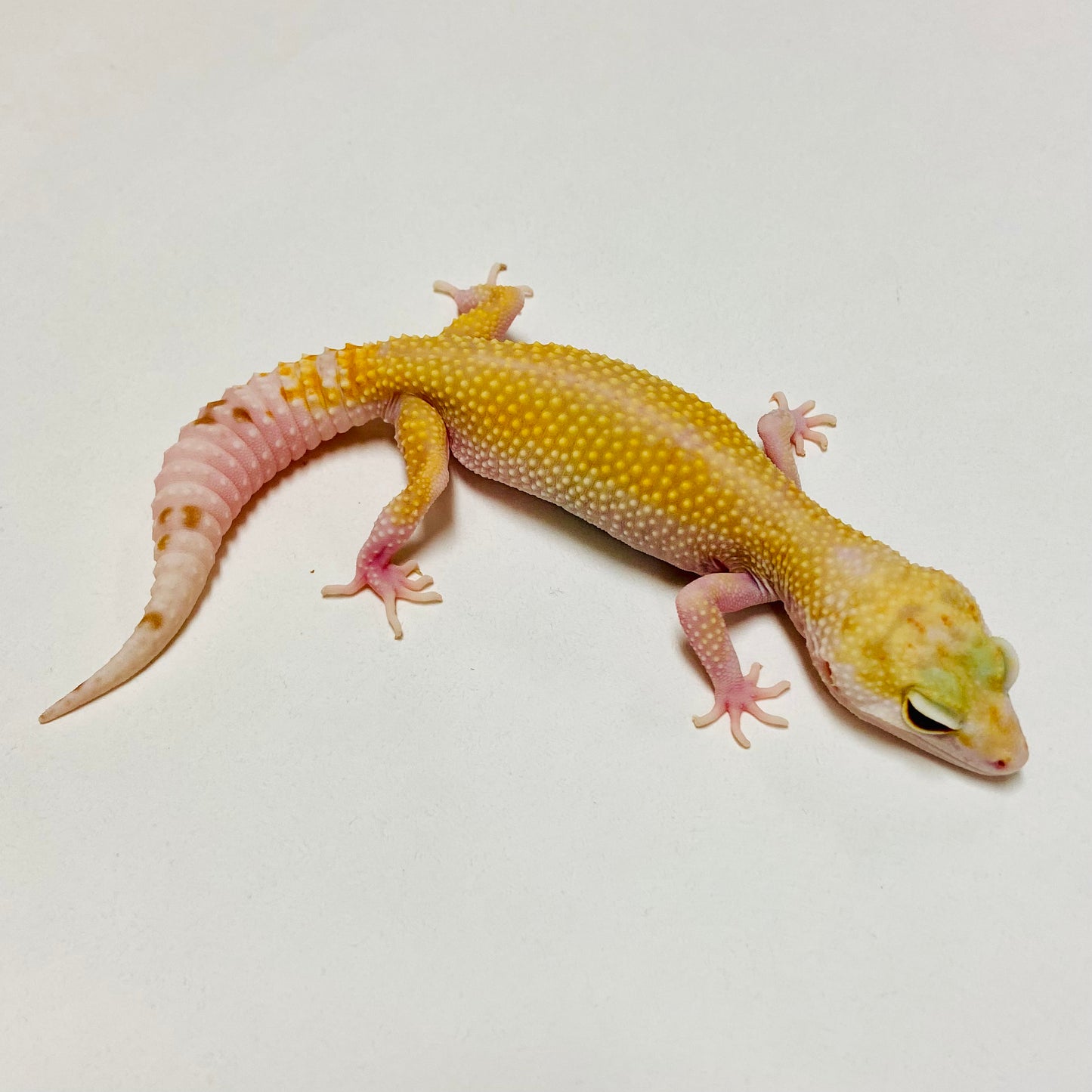 Mack Snow Raptor W/Y Leopard Geckos Female- D-C2-82119-1