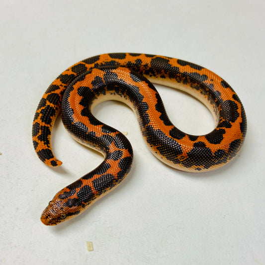 Kenyan Sand Boa Male 2024M01