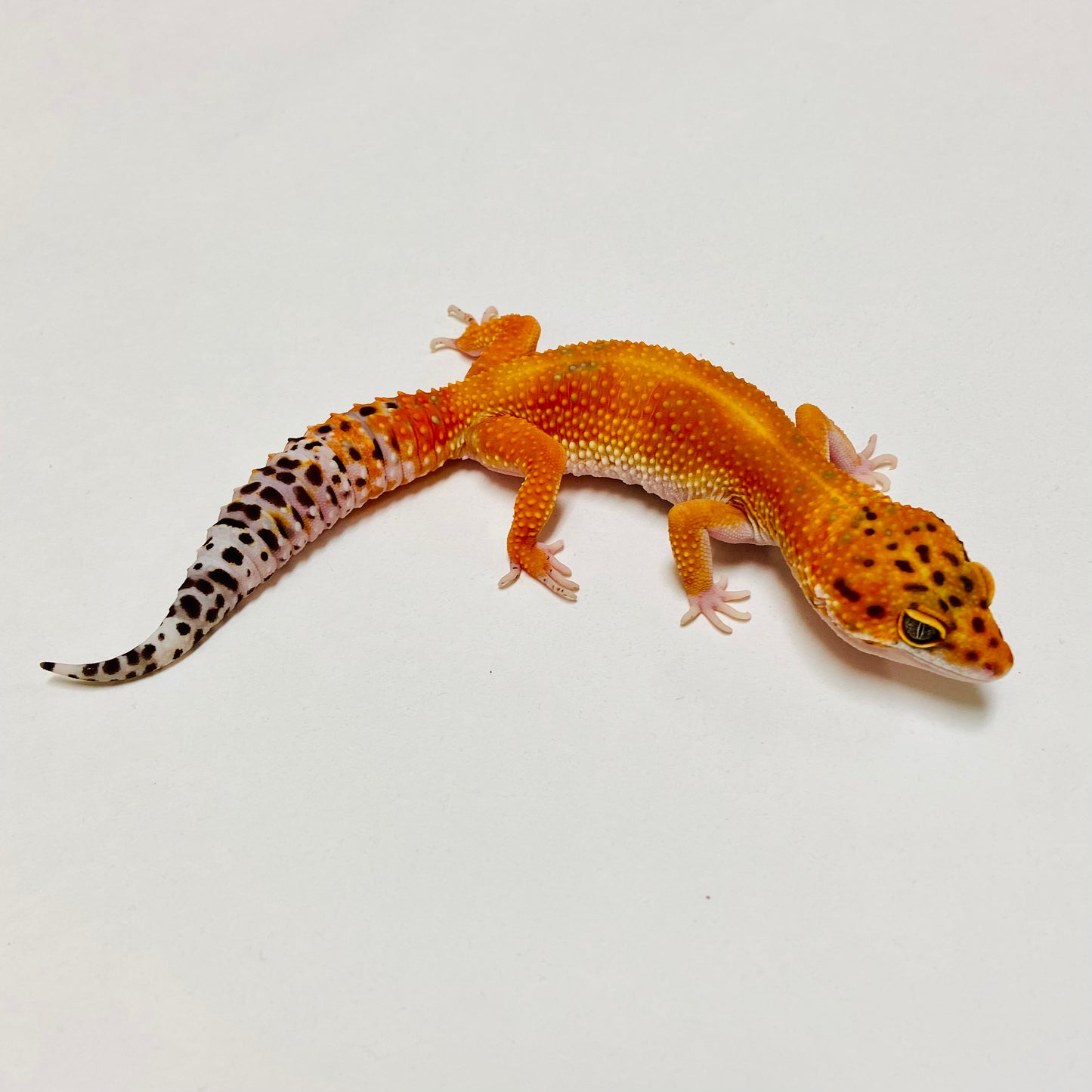 Hypo Tangerine Carrot Tail Leopard Gecko Female D-B3-71023-1