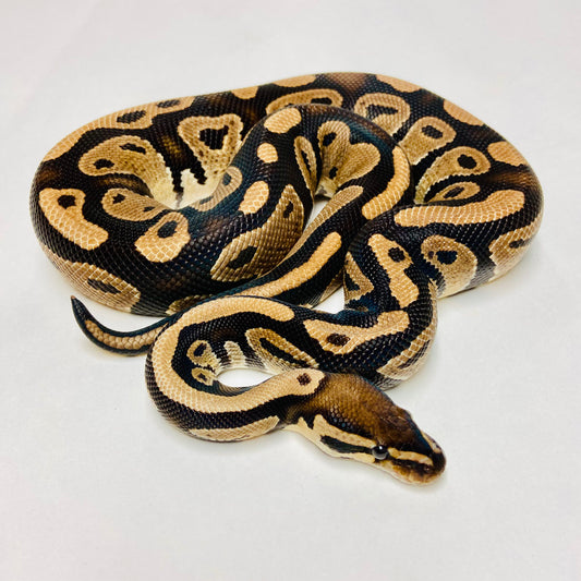 Dbl Het Albino Clown Ball Python Male 2020M12