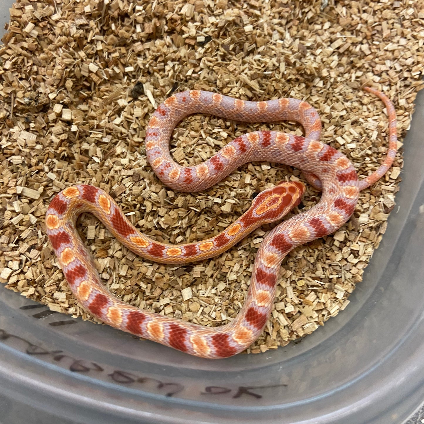 Extreme Alb Rev Okeetee Corn Snake 2024 Male M03