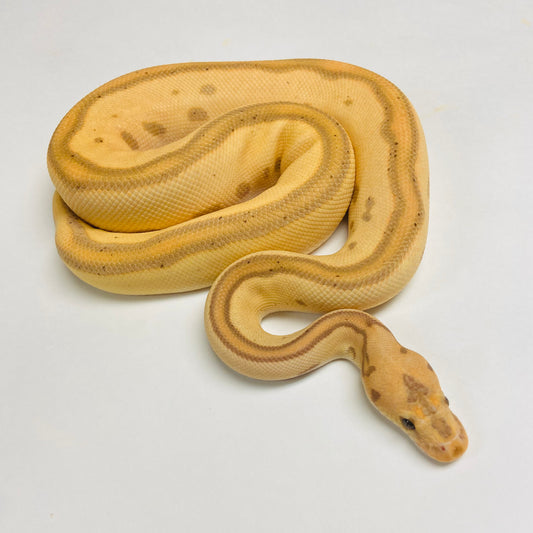 Banana Leopard Clown Ball Python Male 2022M01