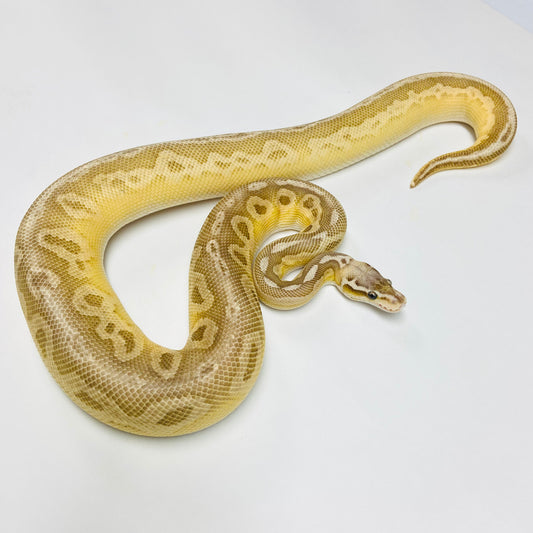 Black Pewter Lesser Cypress Ball Python Female 2021F01