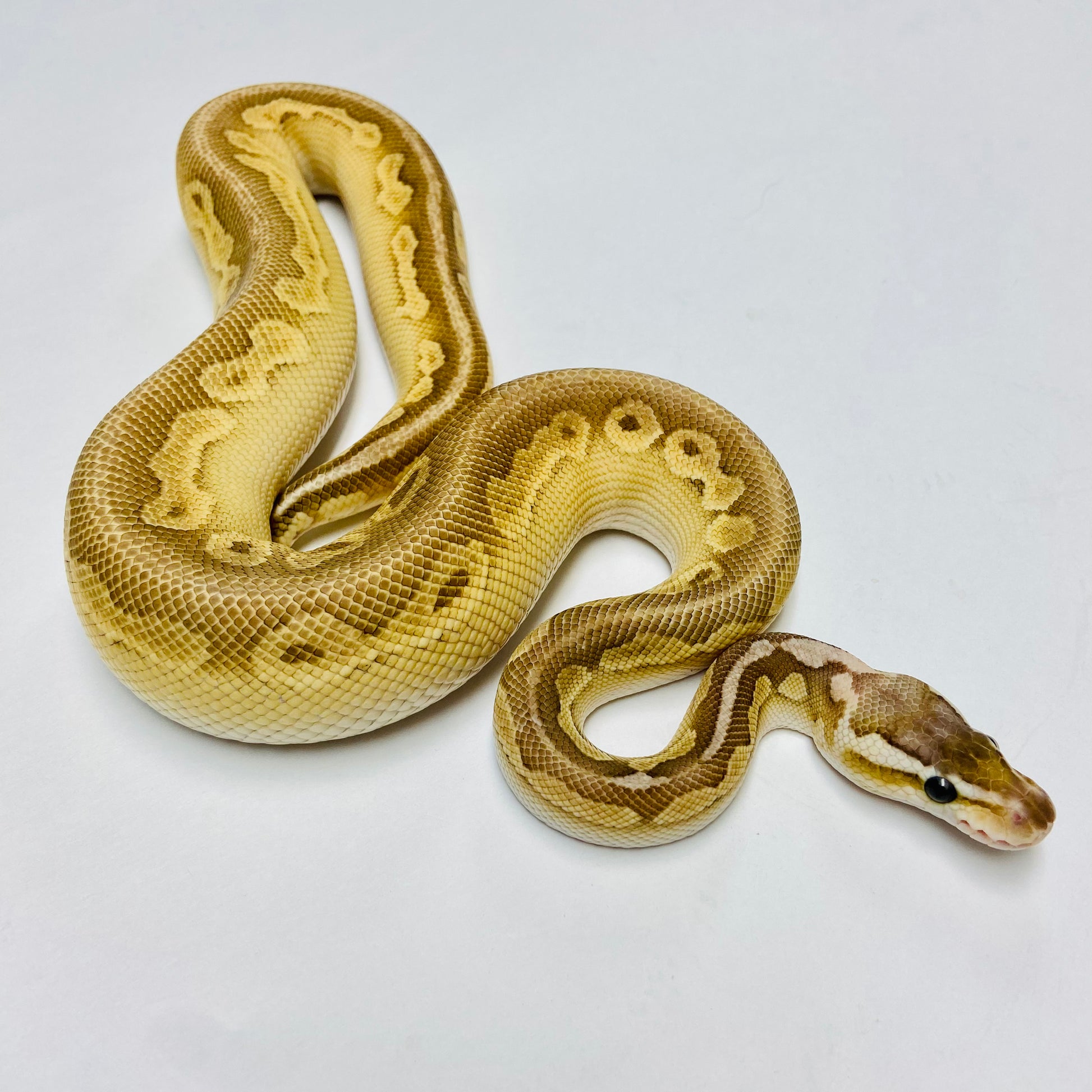 lesser cinnamon ball python