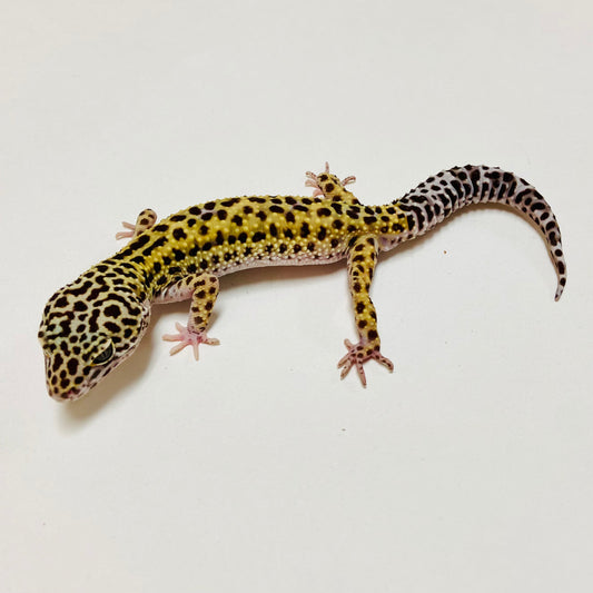 Dark Mack Snow Leopard Gecko Male D-C3-71023-1