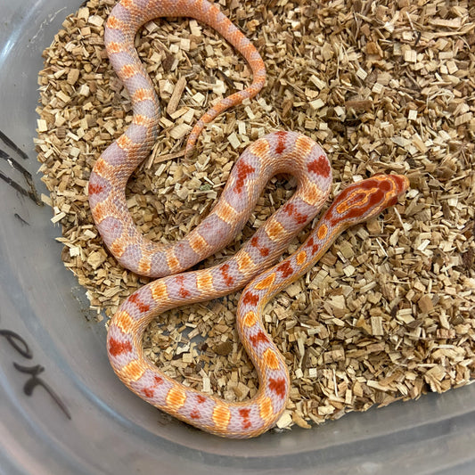 Extreme Alb Rev Okeetee Corn Snake 2024 Male M02