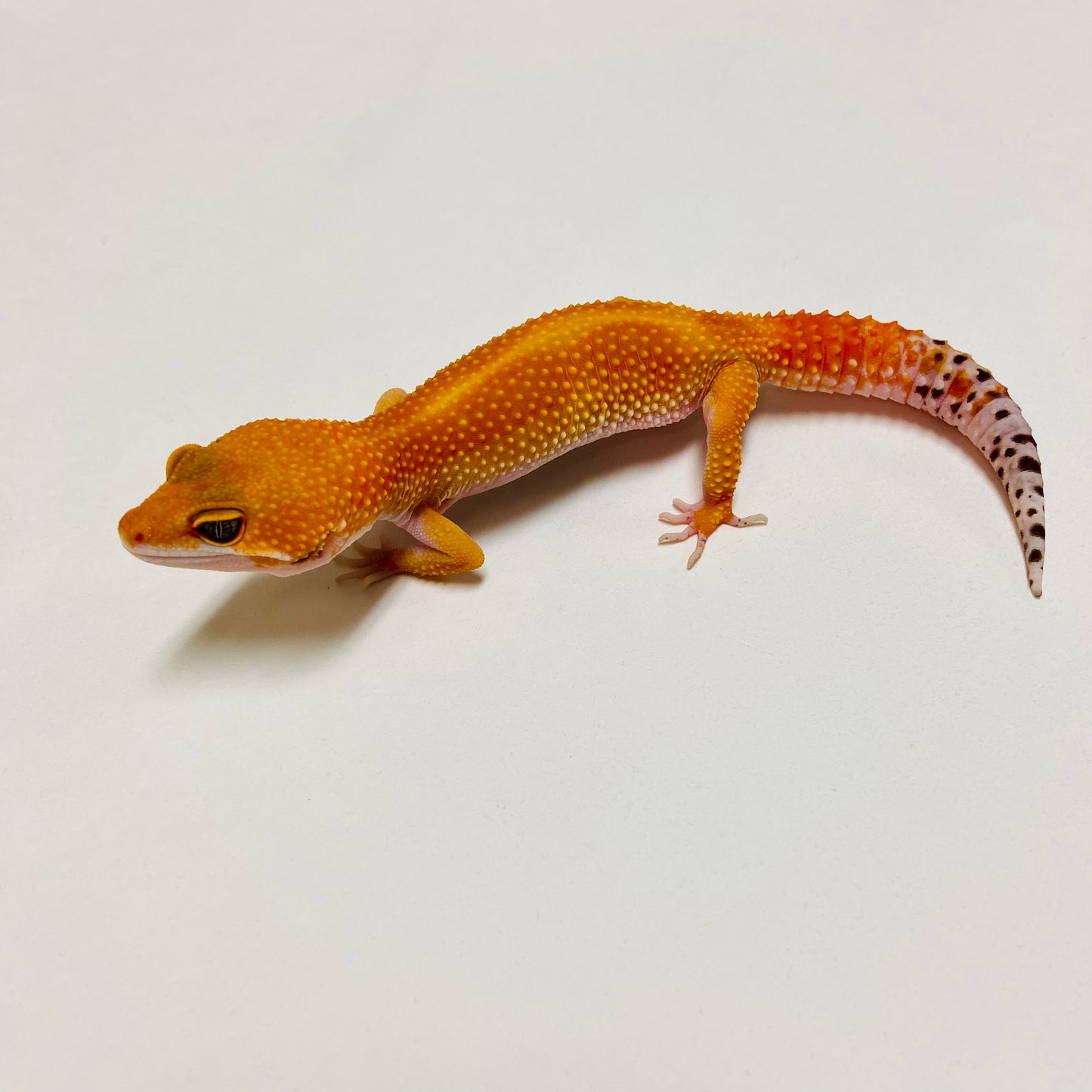 Super Hypo Tangerine Carrot Tail Baldy Leopard Gecko Female D-B3-71023-1