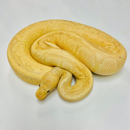 Banana Chocolate Pinstripe Ball Python Male 2021M03