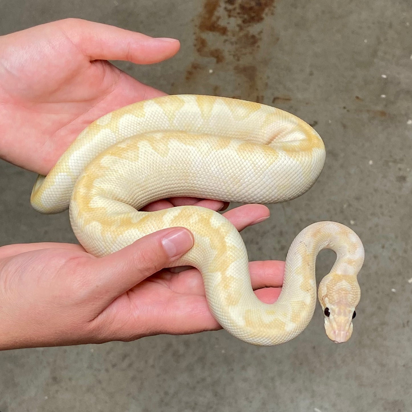 Super Special Ball Python Male 2023M02