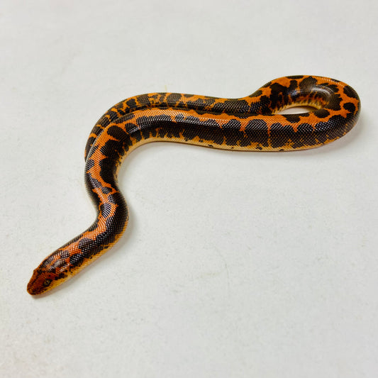 Kenyan Sand Boa Female 2024F03