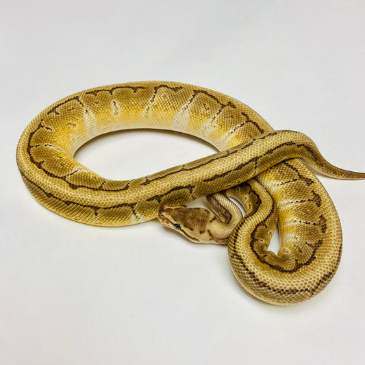 Kingpin Cypress Ball Python Male 2022M01