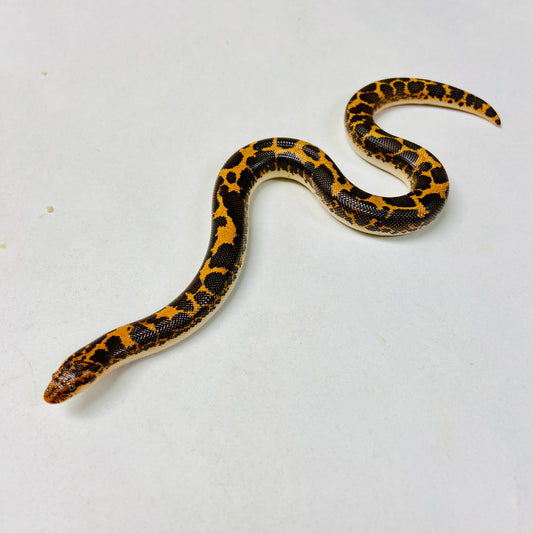 Kenyan Sand Boa Male 2024M05