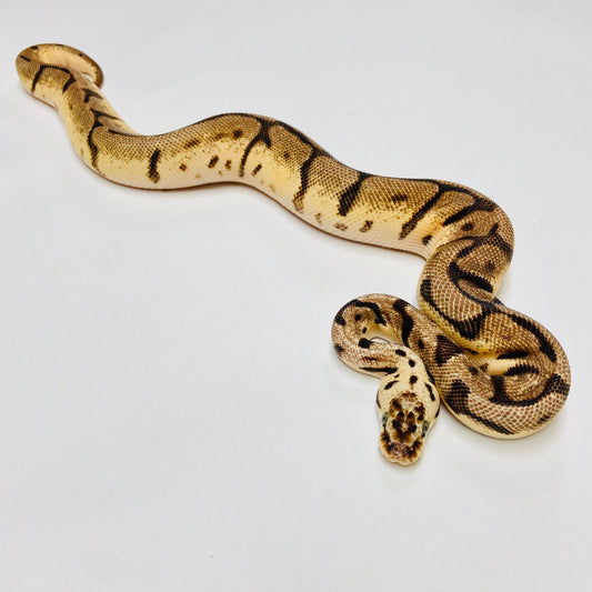 Ball Pythons for Sale at BHB Reptiles - High Quality & Wide Variety in ...