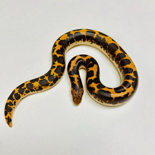 Kenyan Sand Boa Female 2024F07