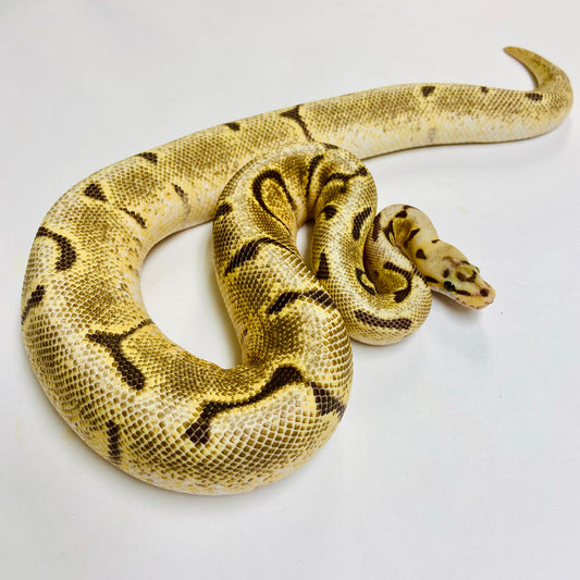 Spider Ball Python Male 2022M01