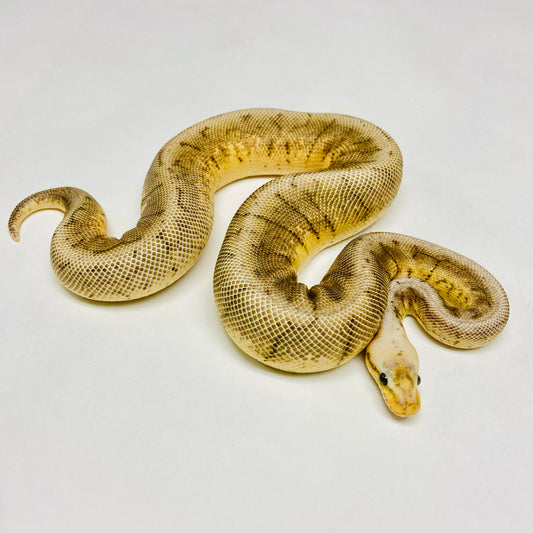 Pastel Woma Pinstripe Ball Python - Male #2022M01