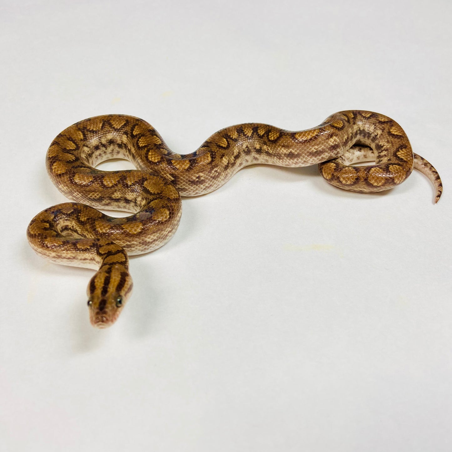 Colombian Rainbow Boa 2023 Male M03