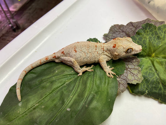 Banded Red Blotched Reticulated Gargoyle Gecko Male #LCS02