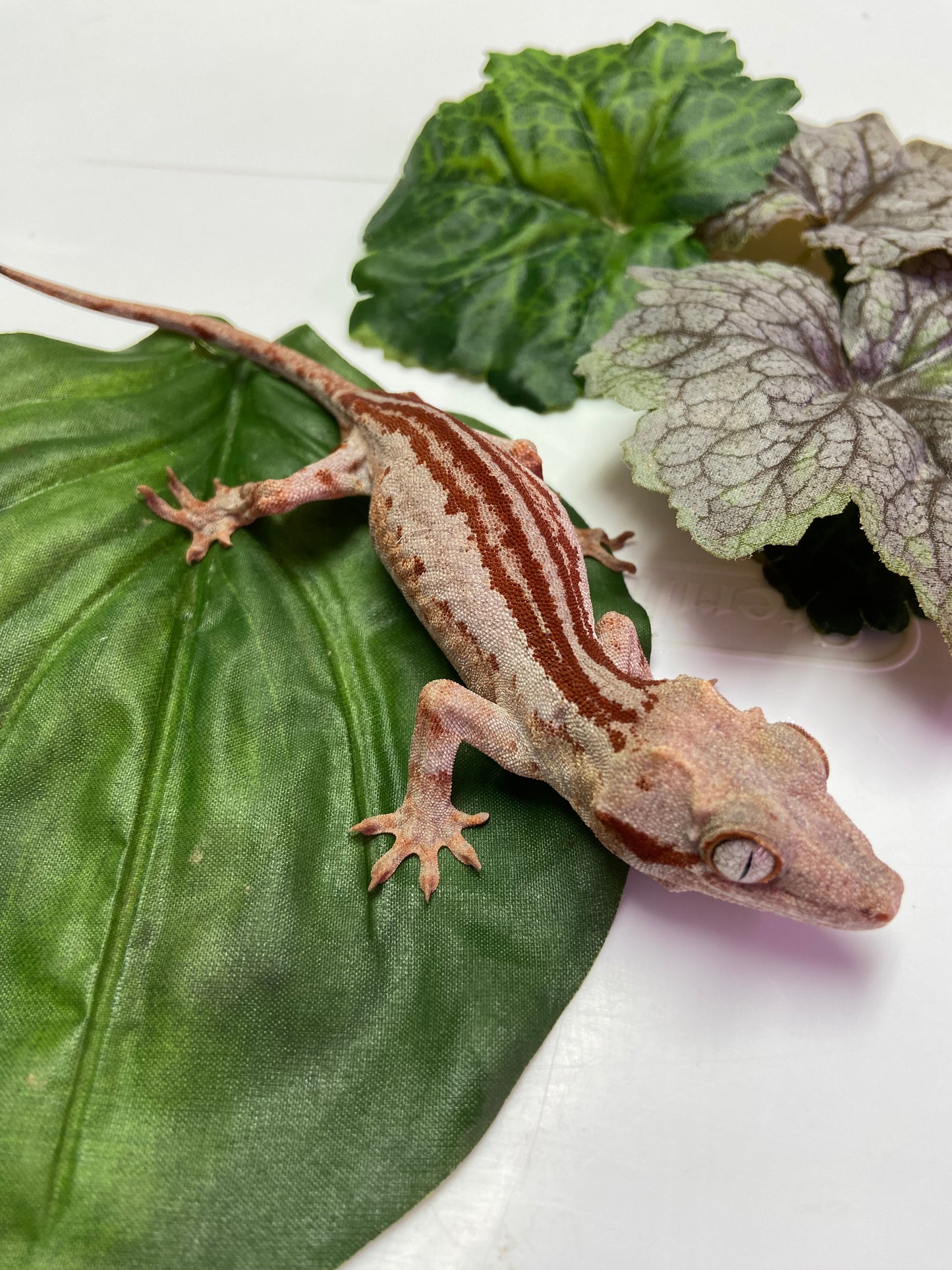 Red Stripe with Red Base Gargoyle Gecko 2023 Female JM01