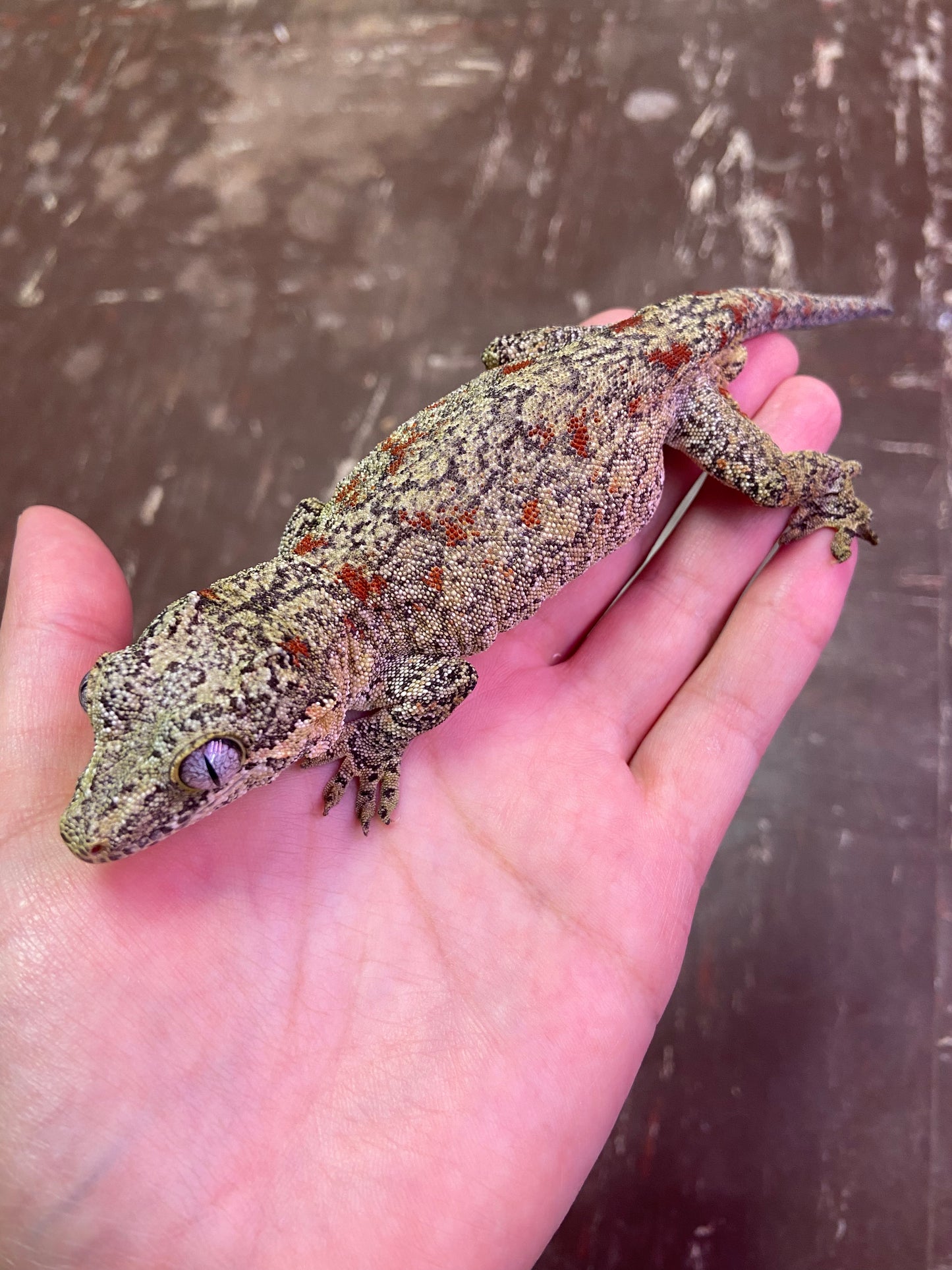 Red Blotched Reticulated Gargoyle Gecko 2021 Male AS01