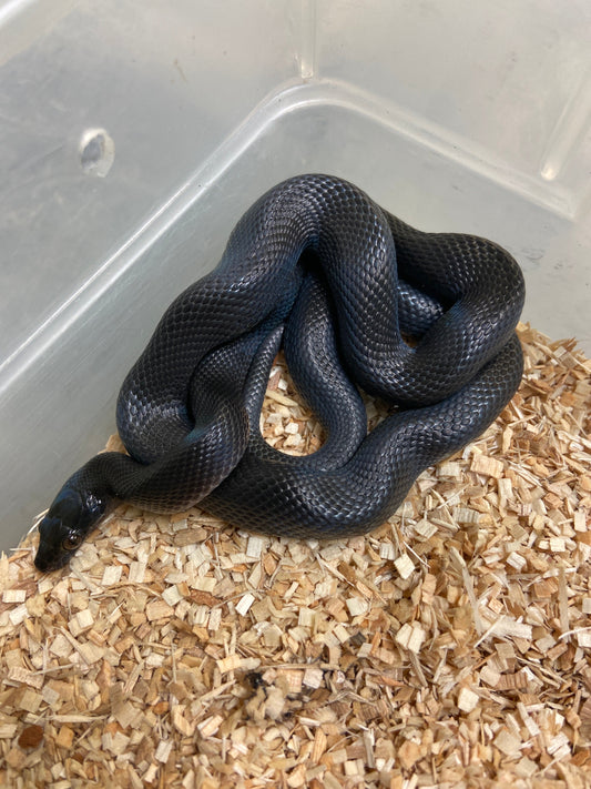 Black African House Snake 2023 Female F03