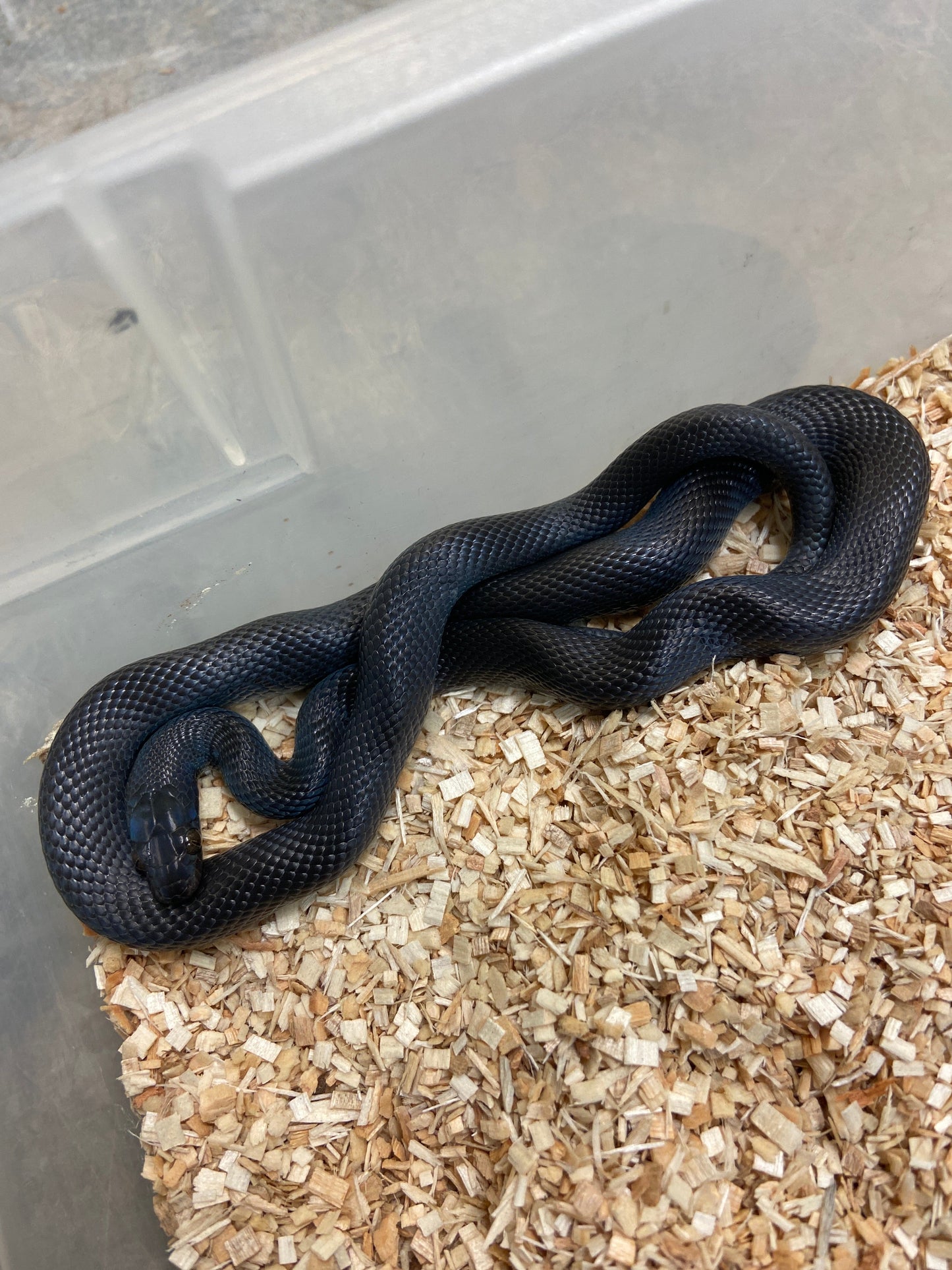 Black African House Snake 2023 Female F04