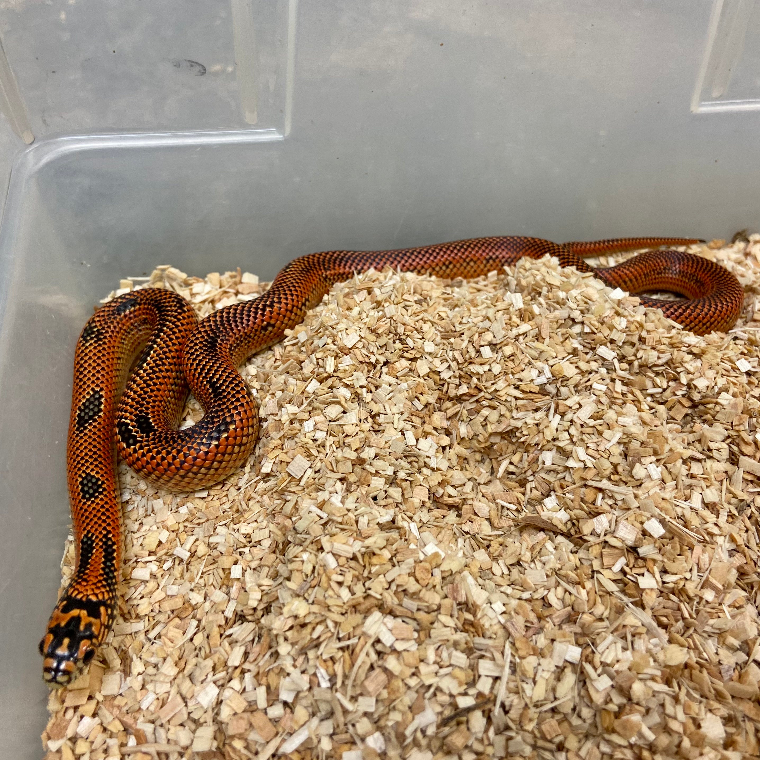 King Snakes For Sale – BHB Reptiles