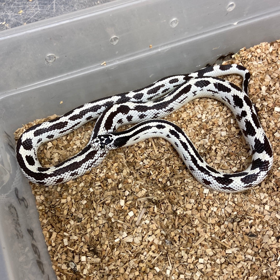 King Snakes For Sale – BHB Reptiles