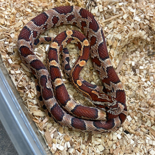 Corn Snakes For Sale I Purchase Corn Snakes Online Or Pickup Today ...