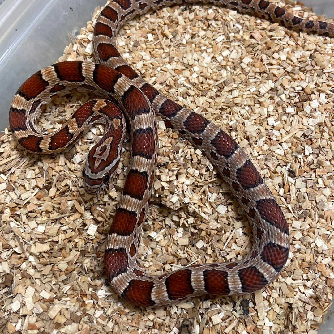 Corn Snakes For Sale I Purchase Corn Snakes Online Or Pickup Today ...