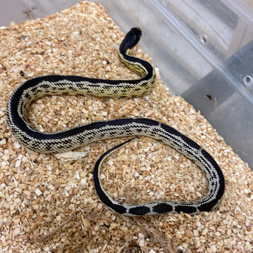 King Snakes For Sale – BHB Reptiles