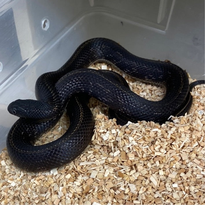 King Snakes For Sale – BHB Reptiles