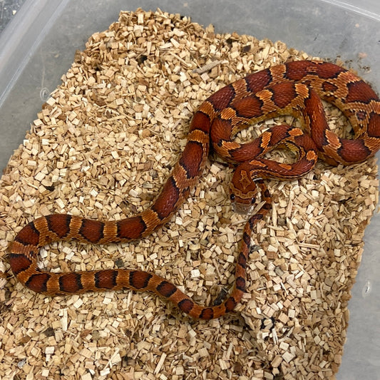 Corn Snakes For Sale I Purchase Corn Snakes Online Or Pickup Today ...