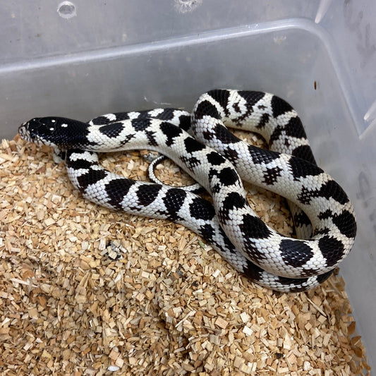 King Snakes For Sale – BHB Reptiles