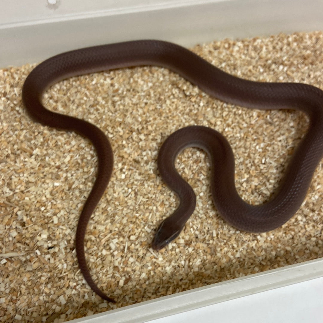 House Snakes – BHB Reptiles