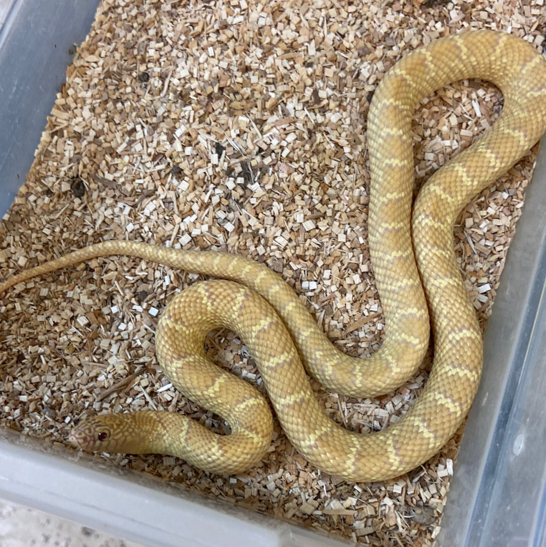 King Snakes For Sale – BHB Reptiles