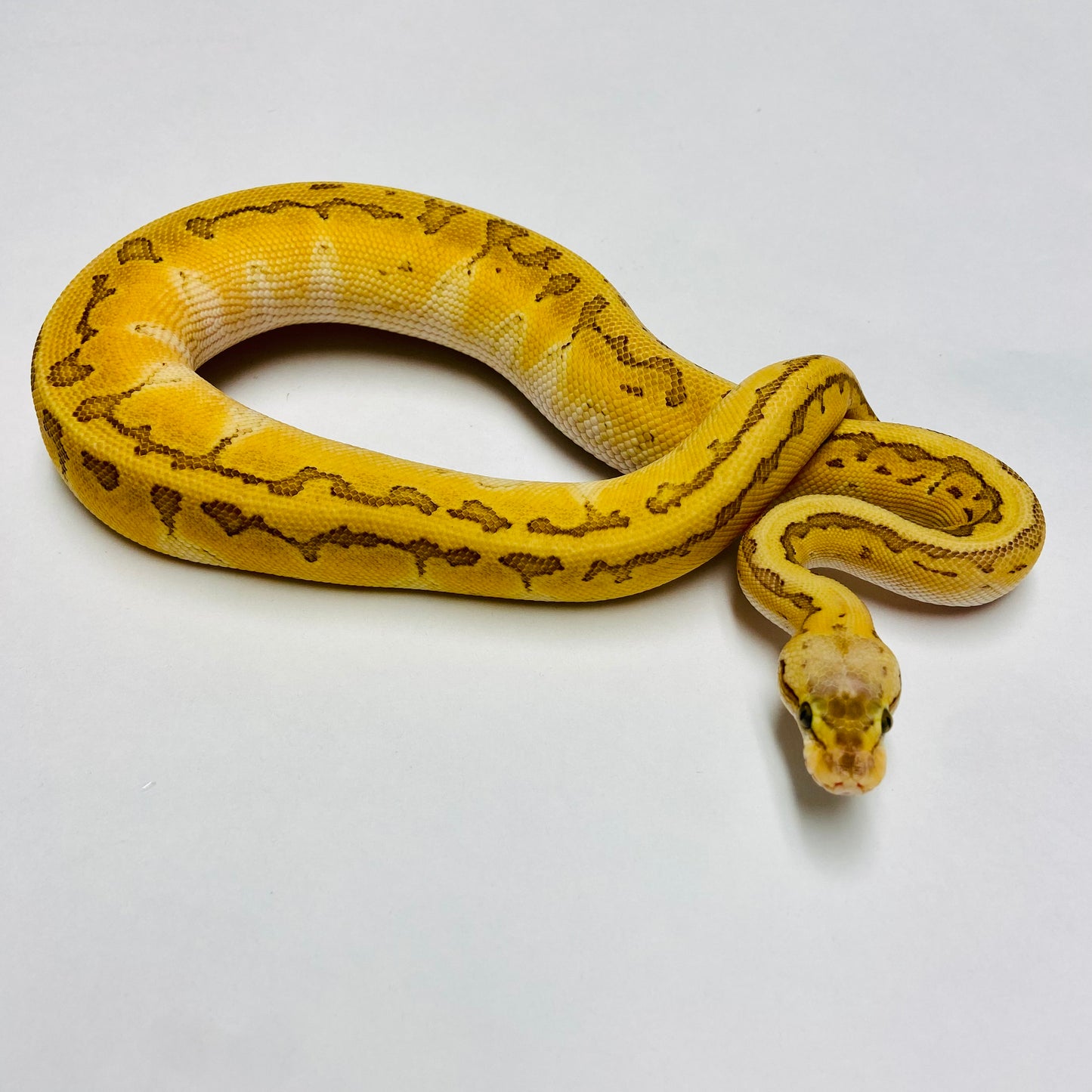 Pastel Kingpin Cypress Ball Python Female 2022F01