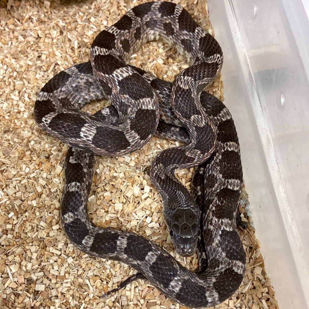 Rat Snakes – BHB Reptiles